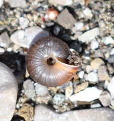 Trochulus striolatus