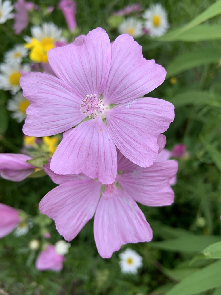 Malva moschata