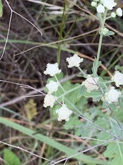 Parthenium confertum