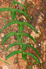 Adenia cordifolia