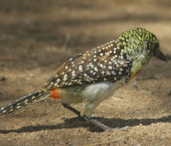 Trachyphonus darnaudii usambiro