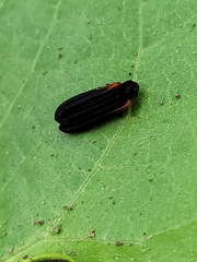 Greenarus thoracicus