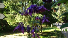 Aquilegia vulgaris