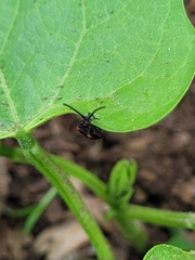 Greenarus thoracicus