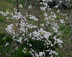 Prunus umbellata