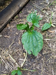 Plantago major
