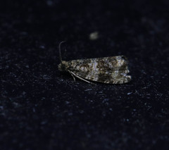 Syricoris