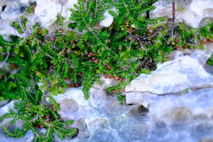 Erica saxicola