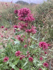 Centranthus ruber