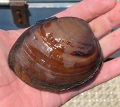 Ellipsaria lineolata