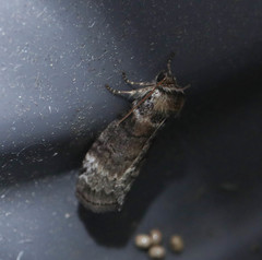 Tetheella fluctuosa