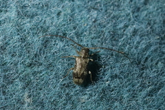 Exocentrus adspersus