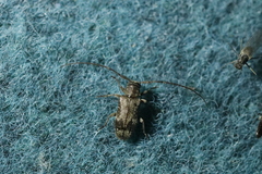 Exocentrus adspersus