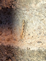 Ornativalva erubescens