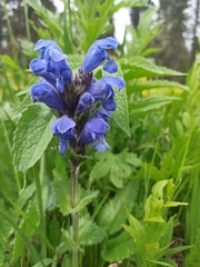 Dracocephalum grandiflorum