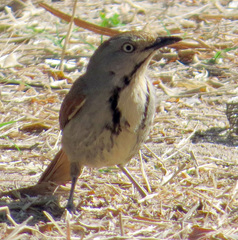 Cichladusa arquata