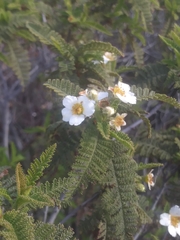 Chamaebatia australis