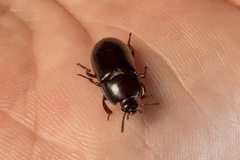 Uloma tenebrionoides