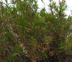 Tessaria dodonaeifolia