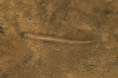 Common Smelt photo 3