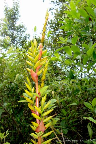 Vriesea friburgensis