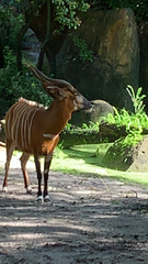 Tragelaphus