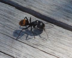 Camponotus chrysurus