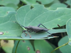 Notobitus