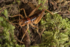 Hemiandrus pallitarsis