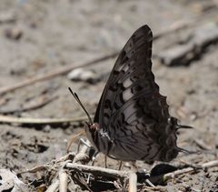 Charaxes achaemenes achaemenes