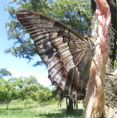 Charaxes guderiana guderiana