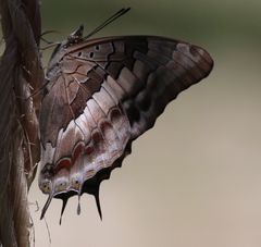 Charaxes guderiana guderiana