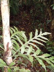 Dendroconche ampla