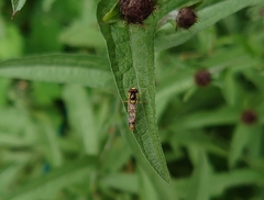 Sphaerophoria scripta