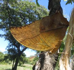 Charaxes varanes vologeses