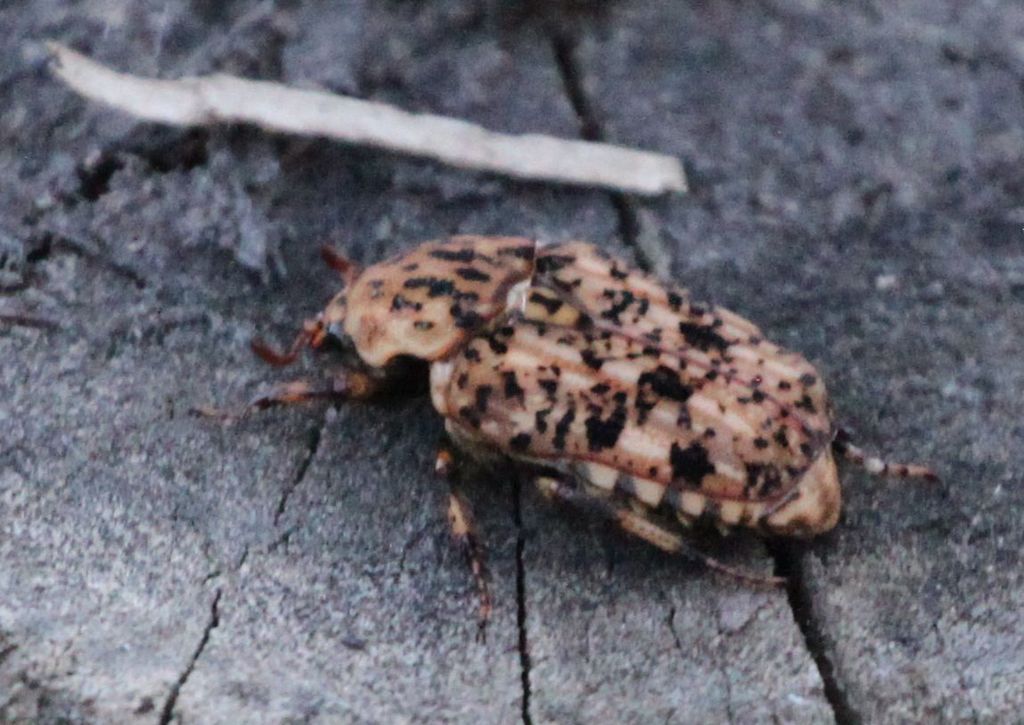 Speckled Fruit Chafer from Old Palm Tree lodge, Zambia on April 8, 2021 ...