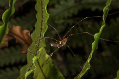 Forsteropsalis pureora