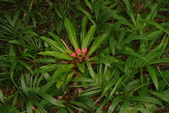 Nidularium innocentii