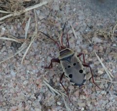 Probergrothius
