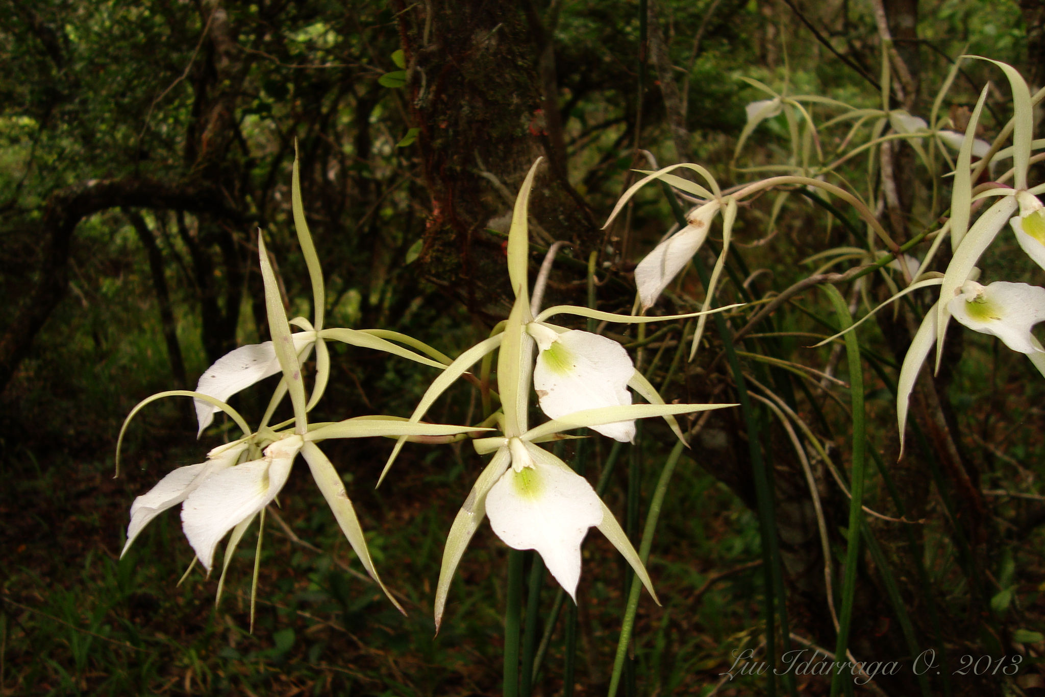 Brassavola tuberculata Hook. 2