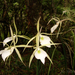 Brassavola tuberculata - Photo 由 Liu Idárraga Orozco 所上傳的 (c) Liu Idárraga Orozco，保留部份權利CC BY-NC