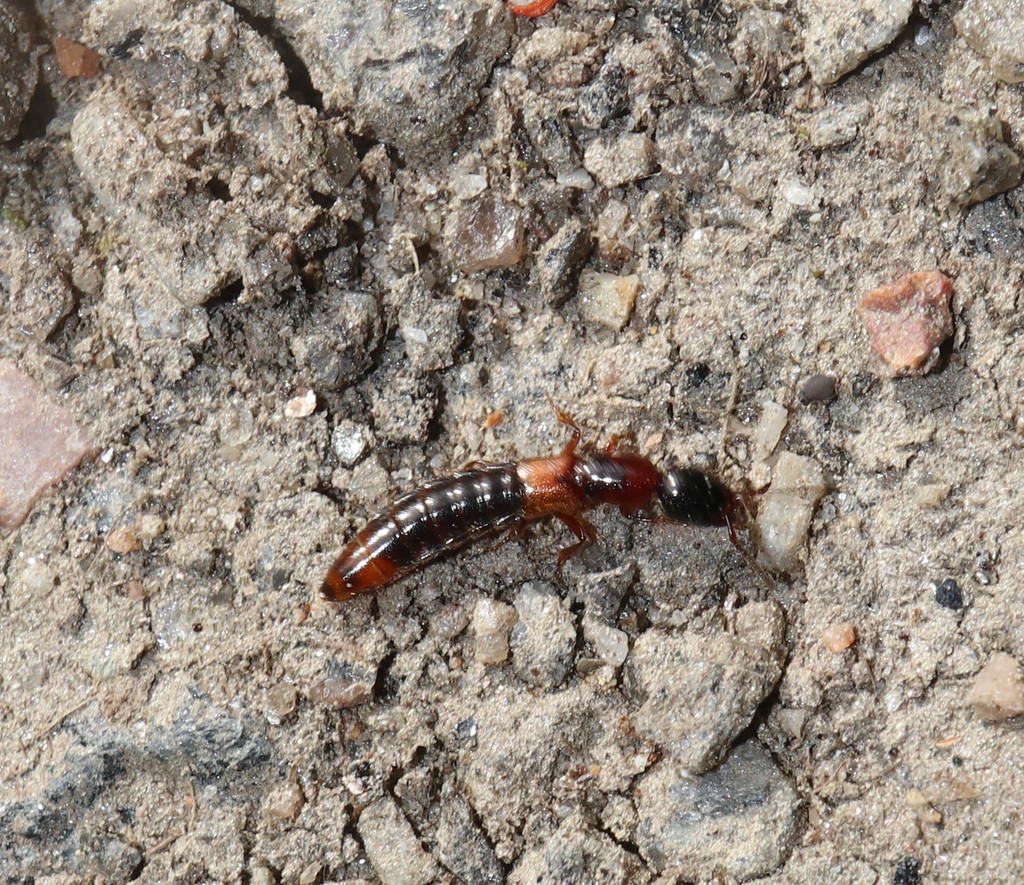 Xantholinus tricolor