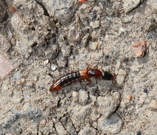 Xantholinus tricolor