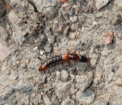 Xantholinus tricolor