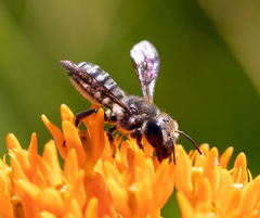 Megachile pugnata