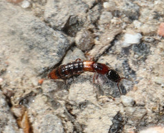 Xantholinus tricolor