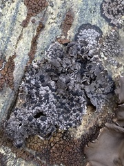 Umbilicaria hyperborea