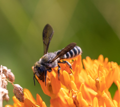 Megachile pugnata
