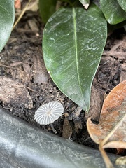Narcissea patouillardii
