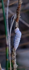Fauxulus capensis